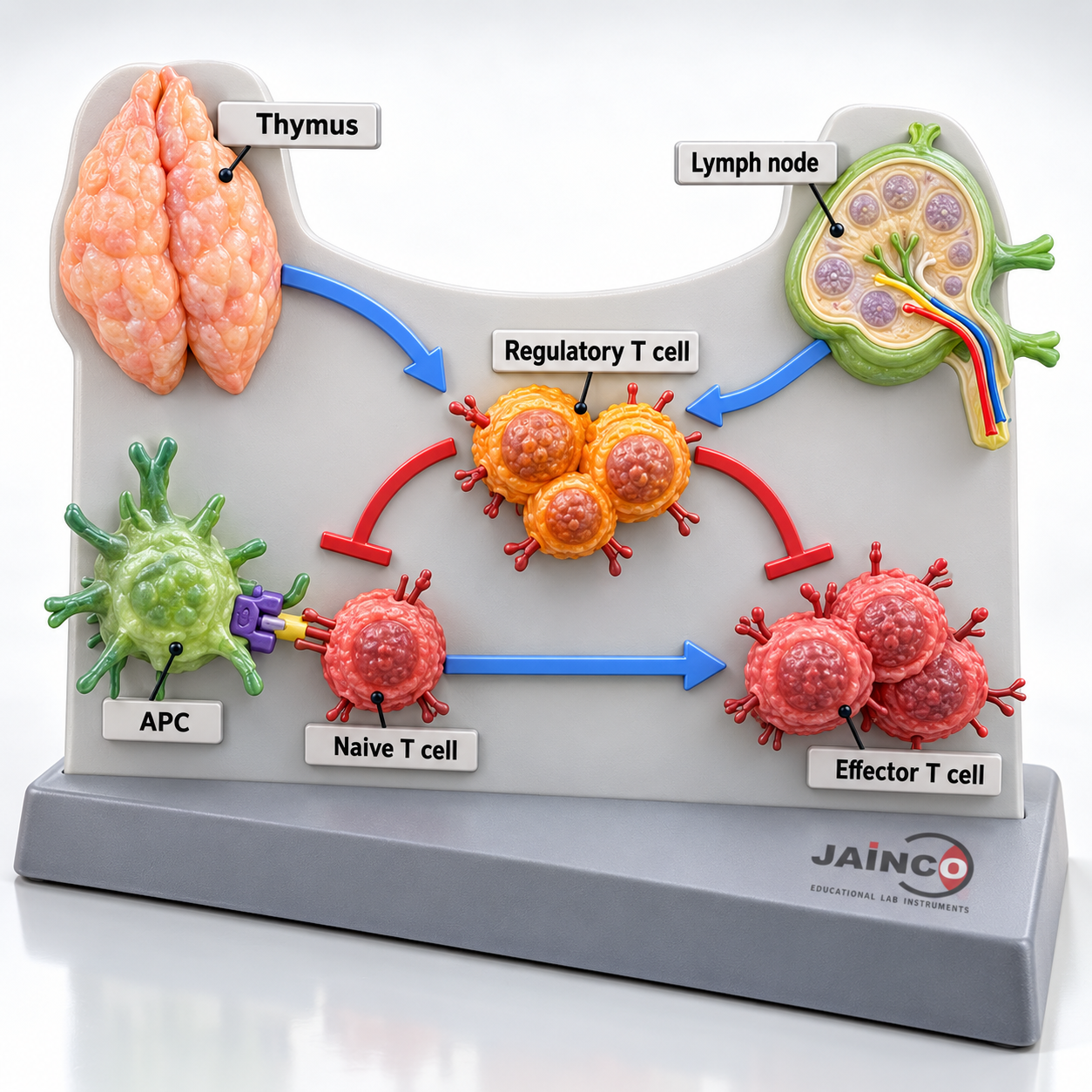 Immune Regulation Autoimmunity Tolerance Model